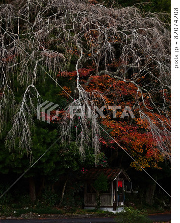 しだれ桜の紅葉 82074208
