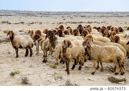 Flock of sheep in the desert Flock of sheep in the desert 82074373