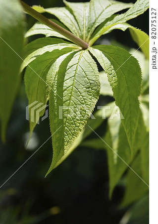 Endemic veronicastrum Endemic veronicastrum 82075127