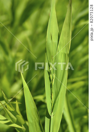 Northern Sea Oats 82075128