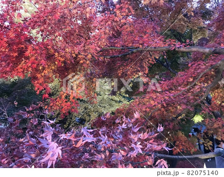 紅葉 もみじ回廊 山梨県 河口湖① 紅葉 もみじ回廊 山梨県 河口湖① 82075140