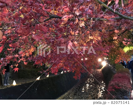 紅葉 もみじ回廊 山梨県 河口湖② 紅葉 もみじ回廊 山梨県 河口湖② 82075141