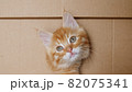 Cute Ginger Kitten Getting out From Hole in a Cardboard Box. Cat Hiding in Box. 82075341