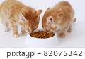 Two ginger kittens eating fresh dry cat food for small kittens. Red cats eats from a plate of food. Advertising kitty food. Slow Motion 82075342