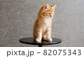 Ginger Kitten Playing Sitting on a Chair on Gray Background. Cat Show. Concept of Adorable Cat Pets. 82075343