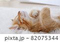 Cute Ginger Kittens Sleeping on a fur White Blanket. Concept of Happy Adorable Cat Pets. 82075344