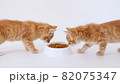 Two ginger kittens eating fresh dry cat food for small kittens. Red cats eats from a plate of food. Advertising kitty food. Slow Motion 82075347