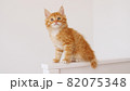Ginger Kitten play on isolated white background. Cute little red Cat observes. Cute funny home pets. Domestic animal. 82075348