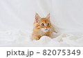 Ginger Kitten play on isolated white background. Cute little red Cat observes. Cute funny home pets. Domestic animal. 82075349