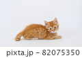 Ginger Kitten play on isolated white background. Cute little red Cat observes. Cute funny home pets. Domestic animal. 82075350