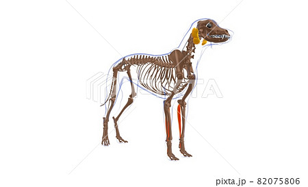 Flexor Digitorum Superficialis A muscle Dog muscle Anatomy For Medical Concept 3D Flexor Digitorum Superficialis A muscle Dog muscle Anatomy For Medical Concept 3D 82075806
