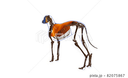 Latissimus Dorsi muscle Dog muscle Anatomy For Medical Concept 3D 82075867