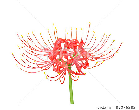 一輪の赤い彼岸花 一輪の赤い彼岸花 82076585