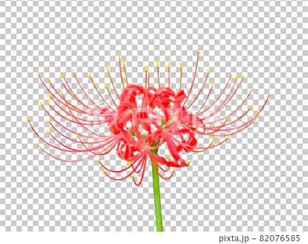 一輪の赤い彼岸花 一輪の赤い彼岸花 82076585