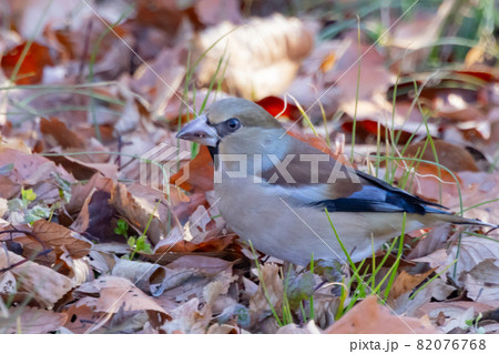 全身茶色で太くて短いクチバシの冬鳥　シメ 82076768