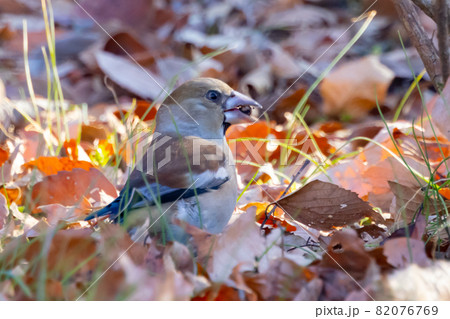 全身茶色で太くて短いクチバシの冬鳥　シメ 82076769
