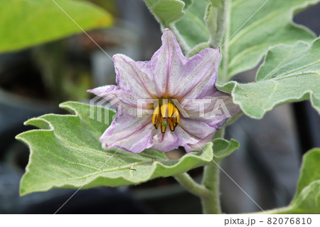 Macro photo of common eggplant flower blossoms 82076810