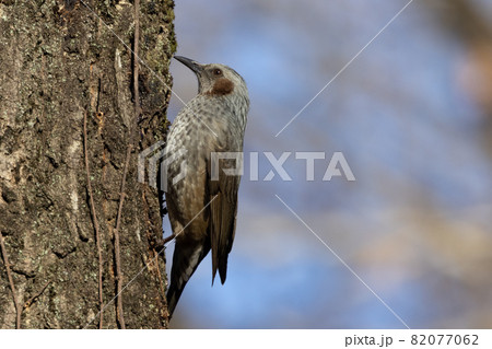 賑やかで目立つために日本では身近でも海外では珍鳥 ヒヨドリ 賑やかで目立つために日本では身近でも海外では珍鳥 ヒヨドリ 82077062