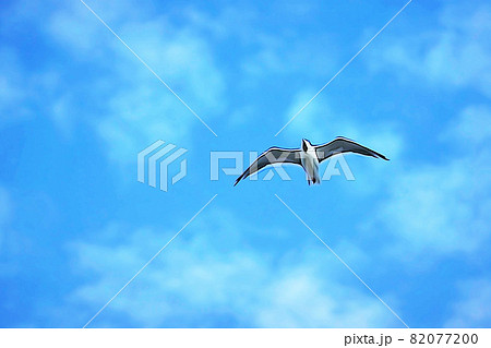 パステル調　”大空を飛翔するカモメ”　イラストイメージ 82077200