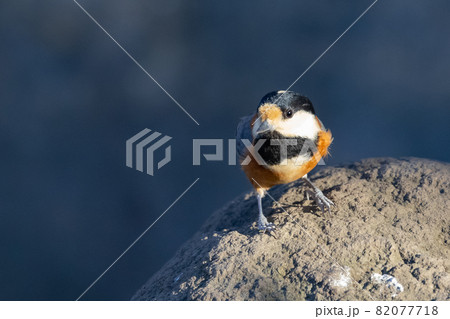 鳴き真似や芸をこなす器用な鳥 ヤマガラの写真素材