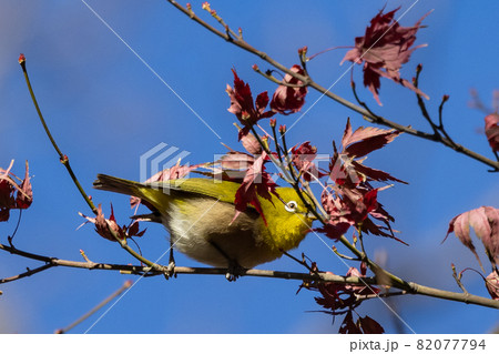 ウグイスと間違われる緑色の体と白い眼鏡が特徴の鳥メジロの写真素材