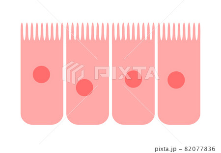 Epithelium of nasal mucosa Epithelium of nasal mucosa 82077836