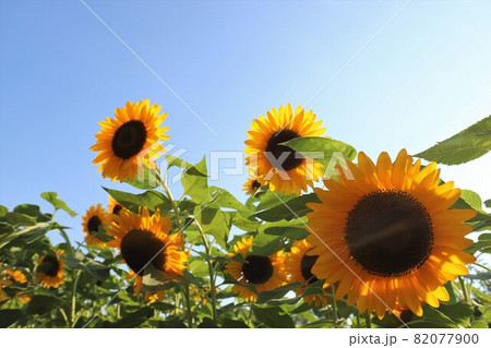夏の馬見丘陵公園 82077900