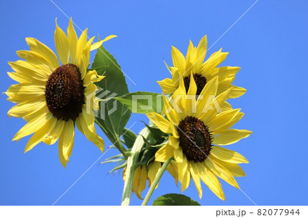 夏の馬見丘陵公園 82077944