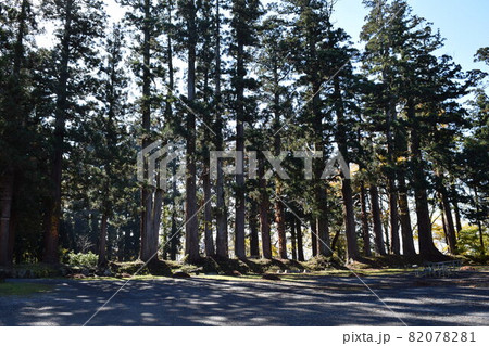 羽黒山の杉並木 羽黒山の杉並木 82078281