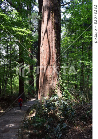 羽黒山の杉並木 82078282