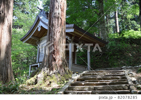 羽黒山の杉並木 羽黒山の杉並木 82078285