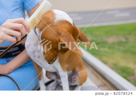 combing her dog Basenji, care for dog hair. combing her dog Basenji, care for dog hair. 82078524