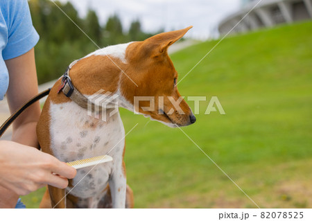 combing her dog Basenji, care for dog hair. combing her dog Basenji, care for dog hair. 82078525