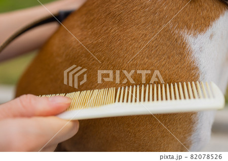 combing her dog Basenji, care for dog hair. combing her dog Basenji, care for dog hair. 82078526