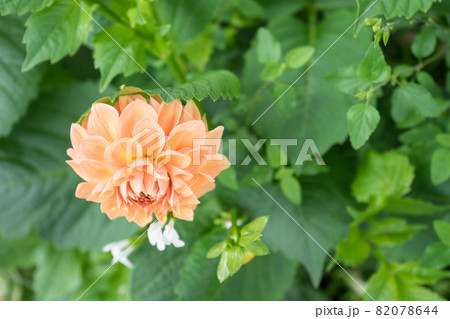 奇麗な花	 82078644