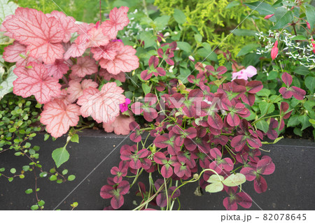 庭の草花 82078645