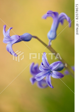Flowers Flowers 82078675