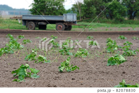 Agriculture Agriculture 82078830