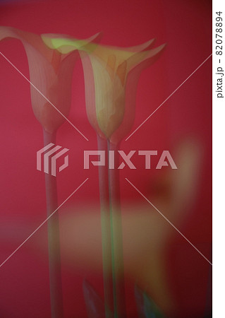 calla lily 82078894