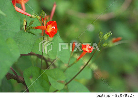 マルバルコウソウの赤花【緑背景】 82079527