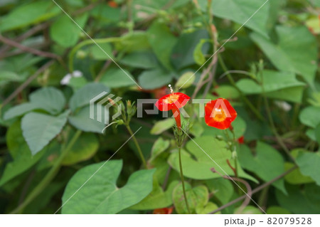 マルバルコウソウの赤花【緑背景】 82079528