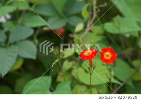 マルバルコウソウの赤花【緑背景】 マルバルコウソウの赤花【緑背景】 82079529
