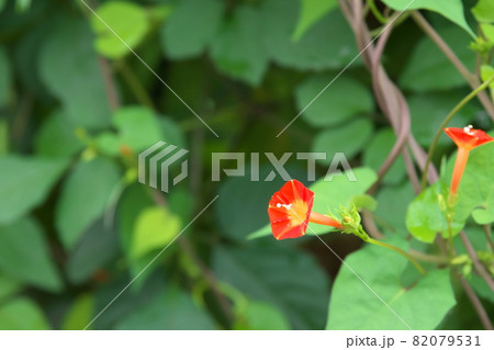 マルバルコウソウの赤花【緑背景】 82079531