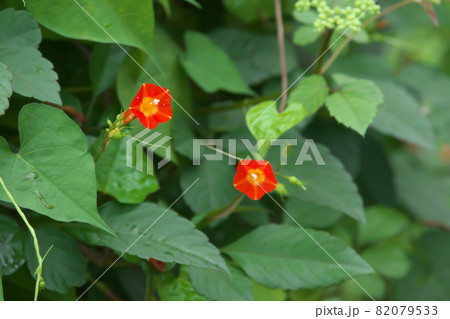 マルバルコウソウの赤花【緑背景】 82079533