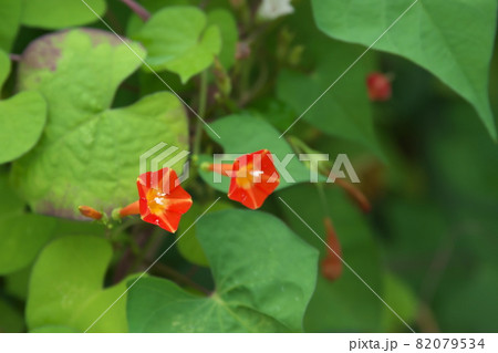 マルバルコウソウの赤花【緑背景】 82079534