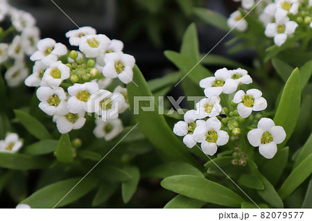 Macro of white Alyssum flowers in bloom 82079577