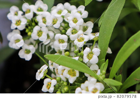 Macro of white Alyssum flowers in bloom 82079578