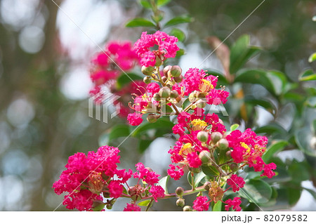 サルスベリの桃色花【木漏れ日背景】 82079582