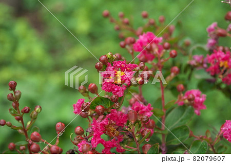 サルスベリの桃色花【緑背景】 サルスベリの桃色花【緑背景】 82079607