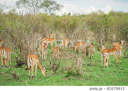 マサイマラ国立保護区のインパラ マサイマラ国立保護区のインパラ 82079915